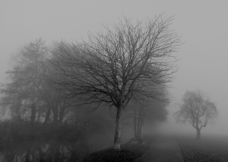 photo "fog" tags: nature, 