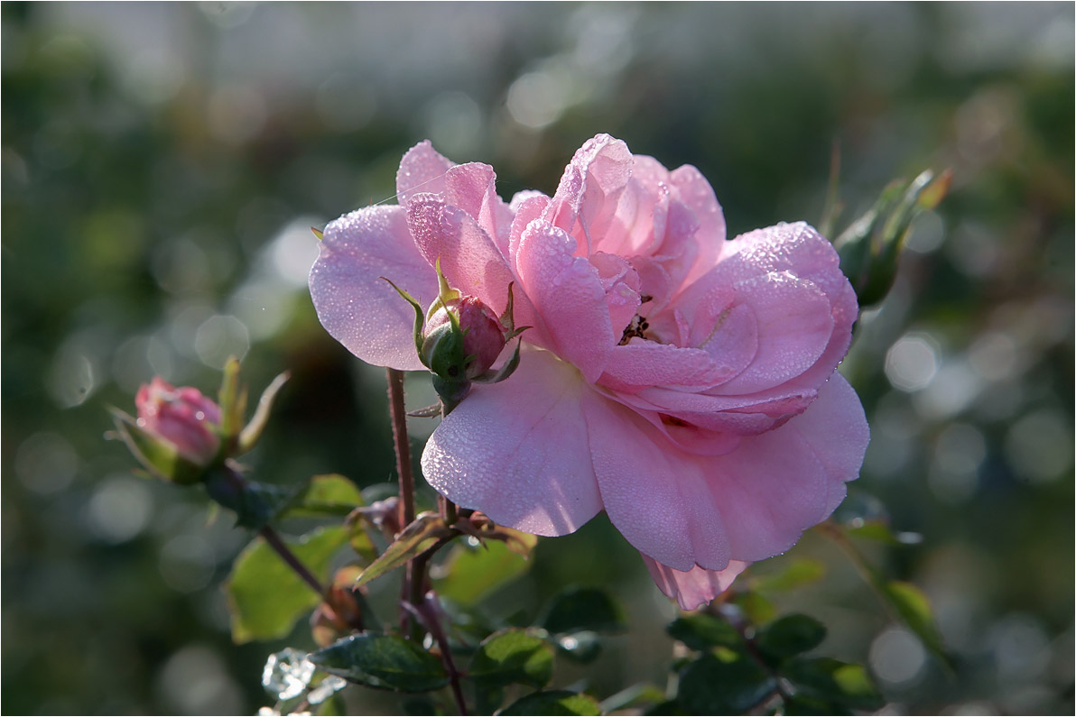 photo "***" tags: nature, macro and close-up, fragment, 