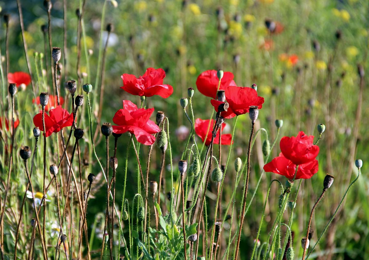 фото "МАКИ....." метки: природа, 