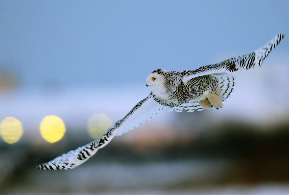 фото "Snoiwy Owl" метки: природа, Owl in flight, Северная Америка