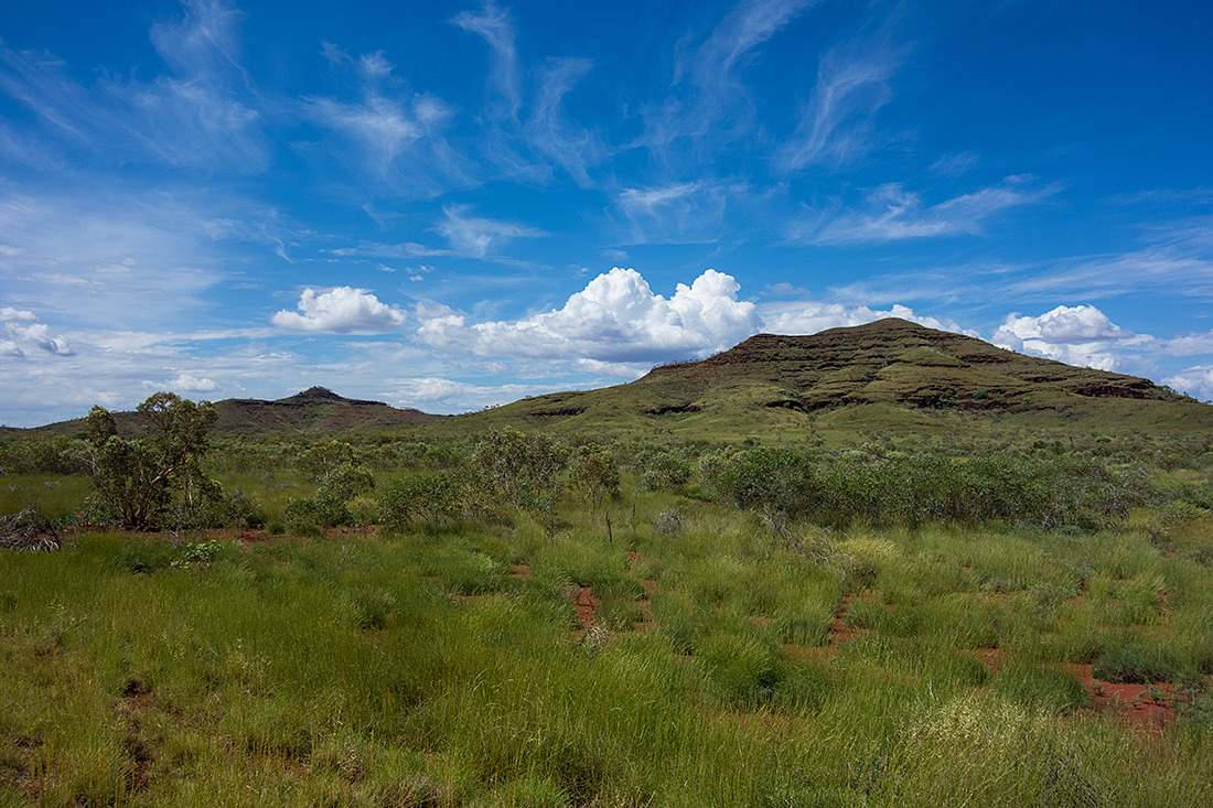 фото "По следам динозавров" метки: пейзаж, australian flora, bush, grass, green, hills, небо, облака