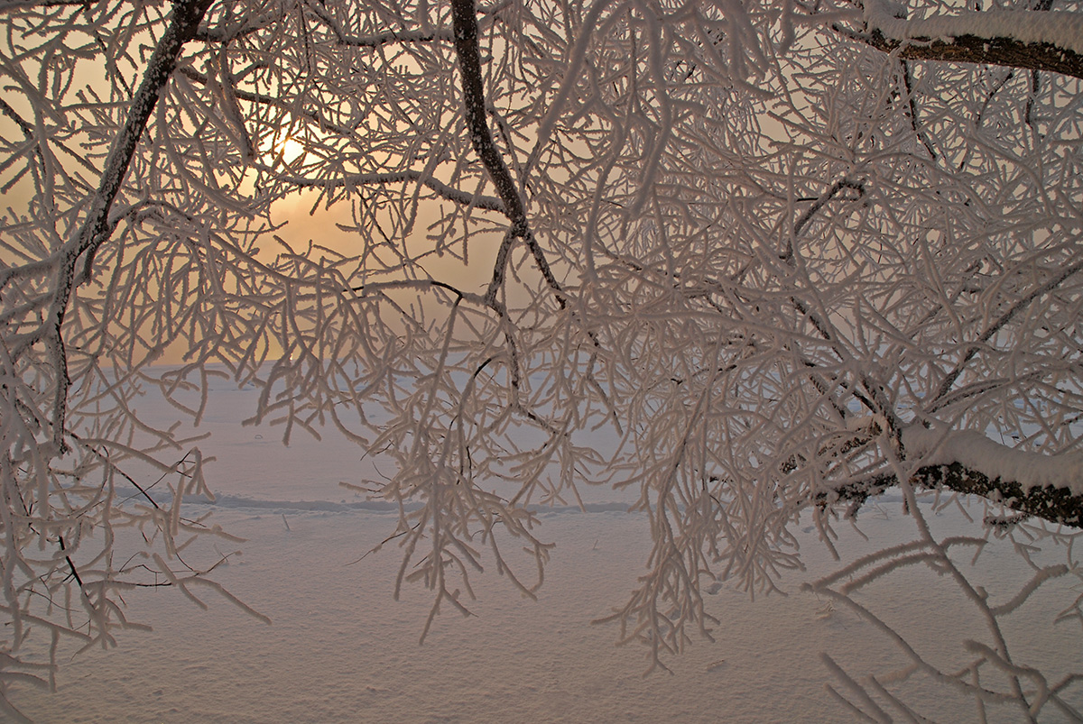 photo "***" tags: landscape, nature, hoarfrost, winter, солнце.