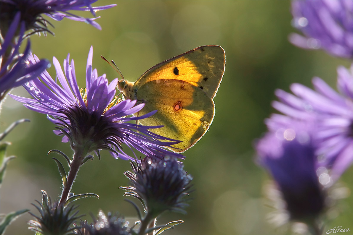 photo "***" tags: nature, macro and close-up, fragment, 