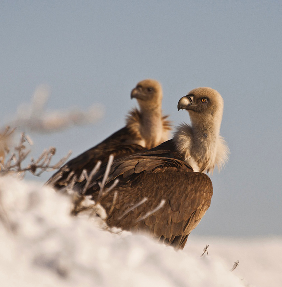 photo "***" tags: nature, look, wild animals, Сип, горы снег зима