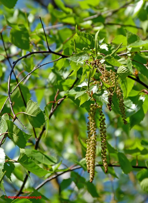 photo "***" tags: nature, spring, tree, Берёза