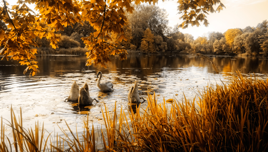 photo "***" tags: , Europe, autumn, forest, river, summer, Литва, веринайс, клюв, оченькрасиво, перья, птички, шедевр