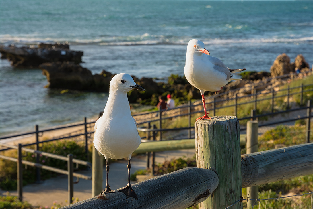 фото "Подружки" метки: природа, birds, nature, sea, sea gulls