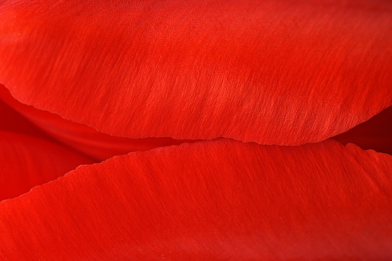 photo "Red Lines" tags: macro and close-up, 