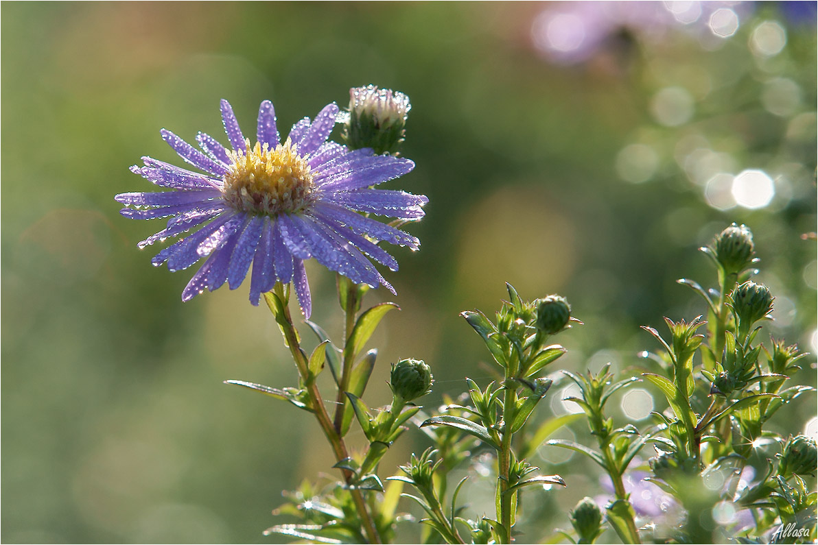 photo "***" tags: nature, macro and close-up, fragment, 