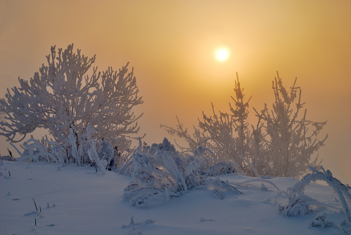 photo "***" tags: nature, fog, hoarfrost, winter, солнце.