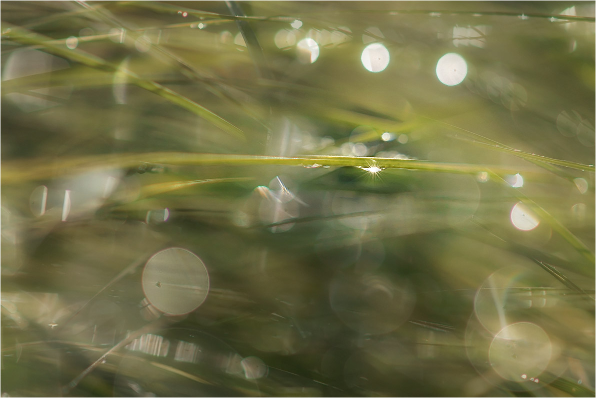 фото "Дремала сонная трава.." метки: природа, макро и крупный план, фрагмент, 