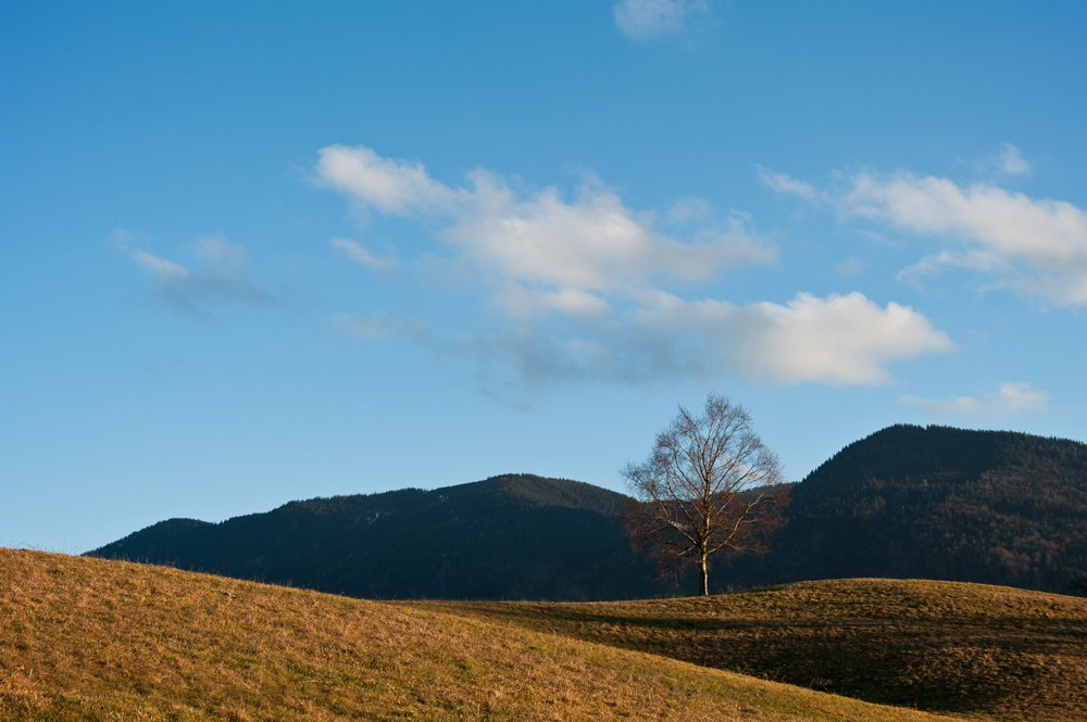 photo "The tree" tags: landscape, 