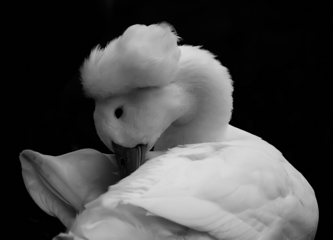 photo "***" tags: black&white, 