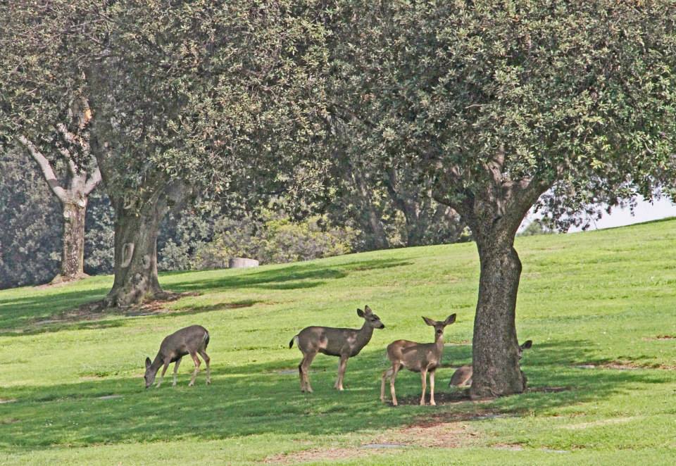 photo "Cemetery Deer" tags: landscape, nature, 
