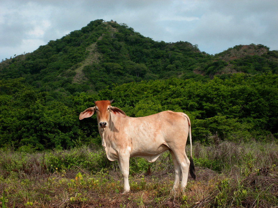 фото "A Cow" метки: юмор, 