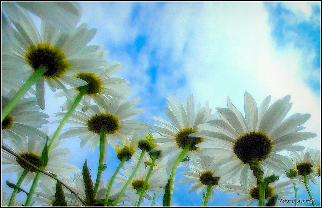 photo "***" tags: nature, macro and close-up, 