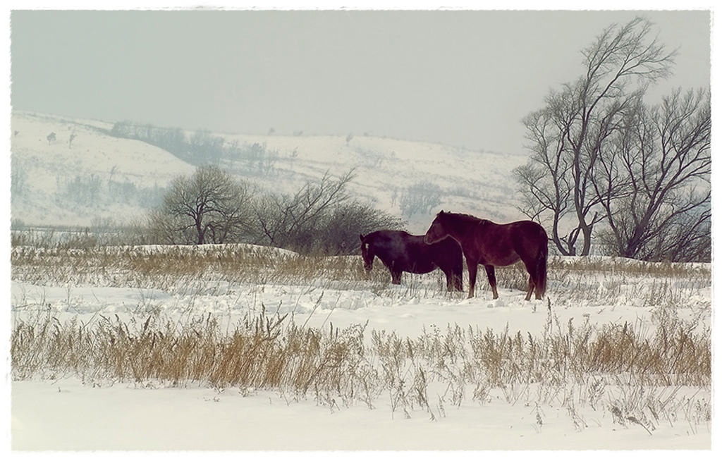 фото "Степь" метки: , 