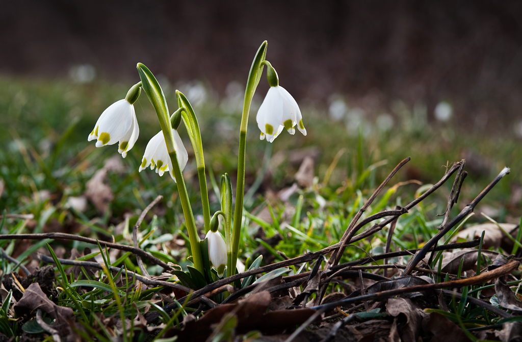 photo "Spring time" tags: nature, macro and close-up, 