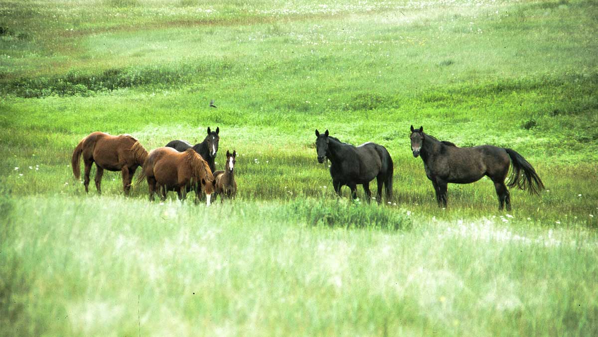 photo "mustangs" tags: , 