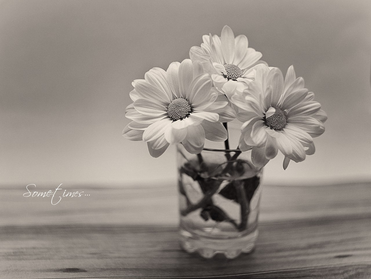 photo "***" tags: black&white, macro and close-up, still life, flowers, черно - белое фото