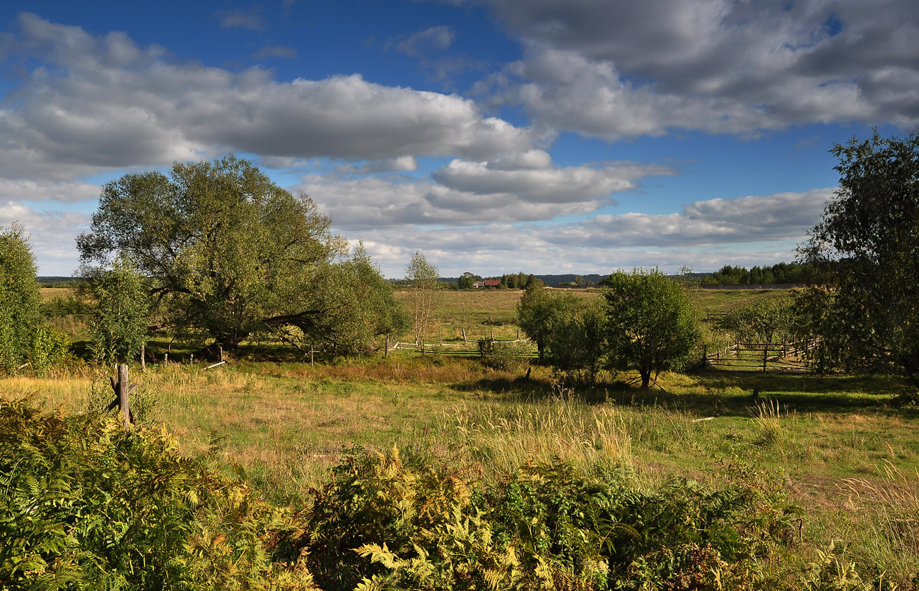 photo "***" tags: landscape, travel, grass, summer, деревья