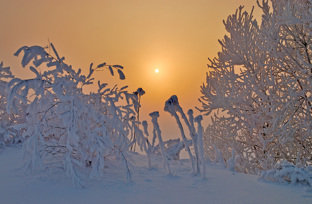 photo "***" tags: landscape, nature, fog, hoarfrost, winter, солнце.