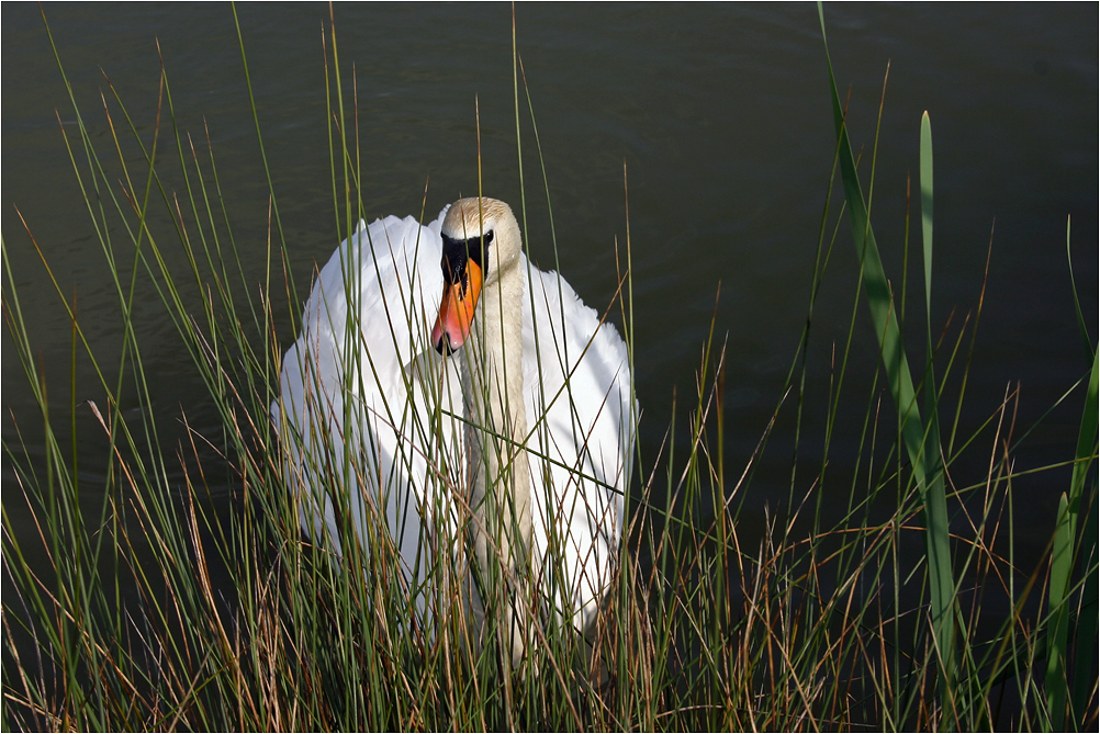 photo "It hid" tags: nature, лебеди, птицы