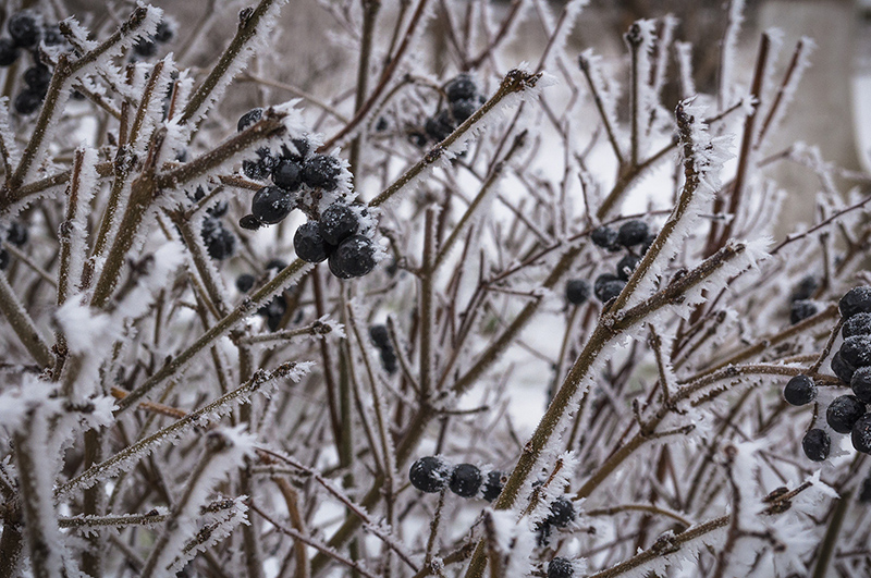 photo "***" tags: macro and close-up, 