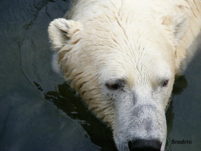 photo "Polar bear" tags: nature, 