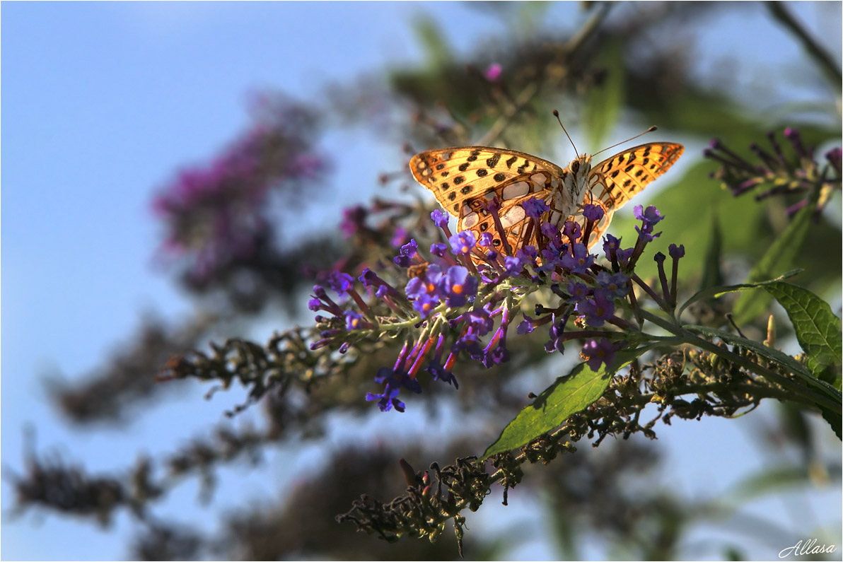 photo "***" tags: nature, fragment, 