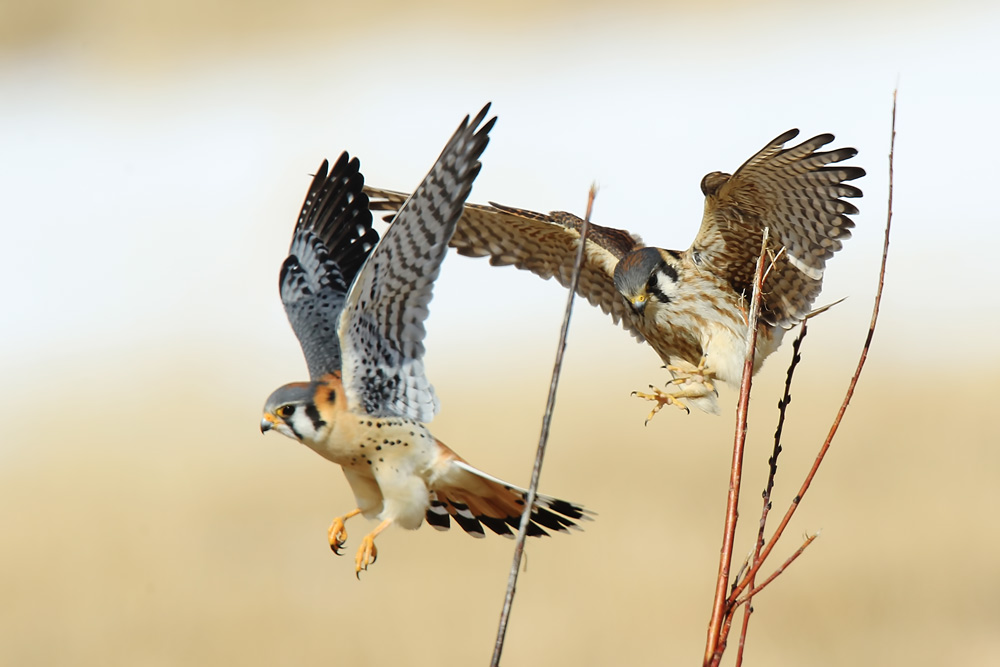 фото "American Kestrel" метки: природа, Северная Америка