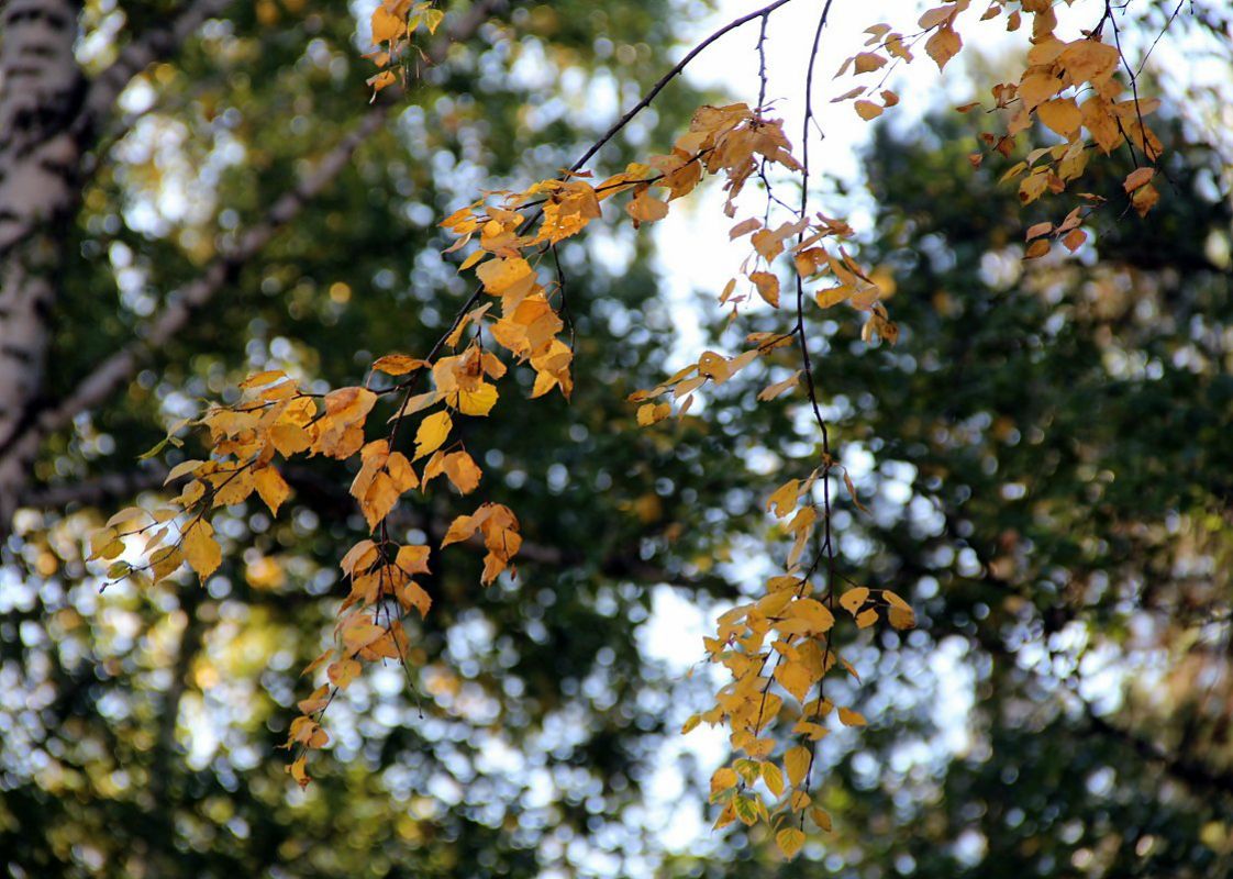 photo "***" tags: nature, 