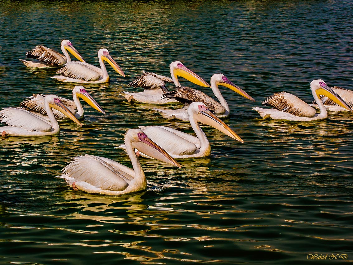 photo "Squade of Pelicans" tags: nature, travel, misc., Water. Fauna.