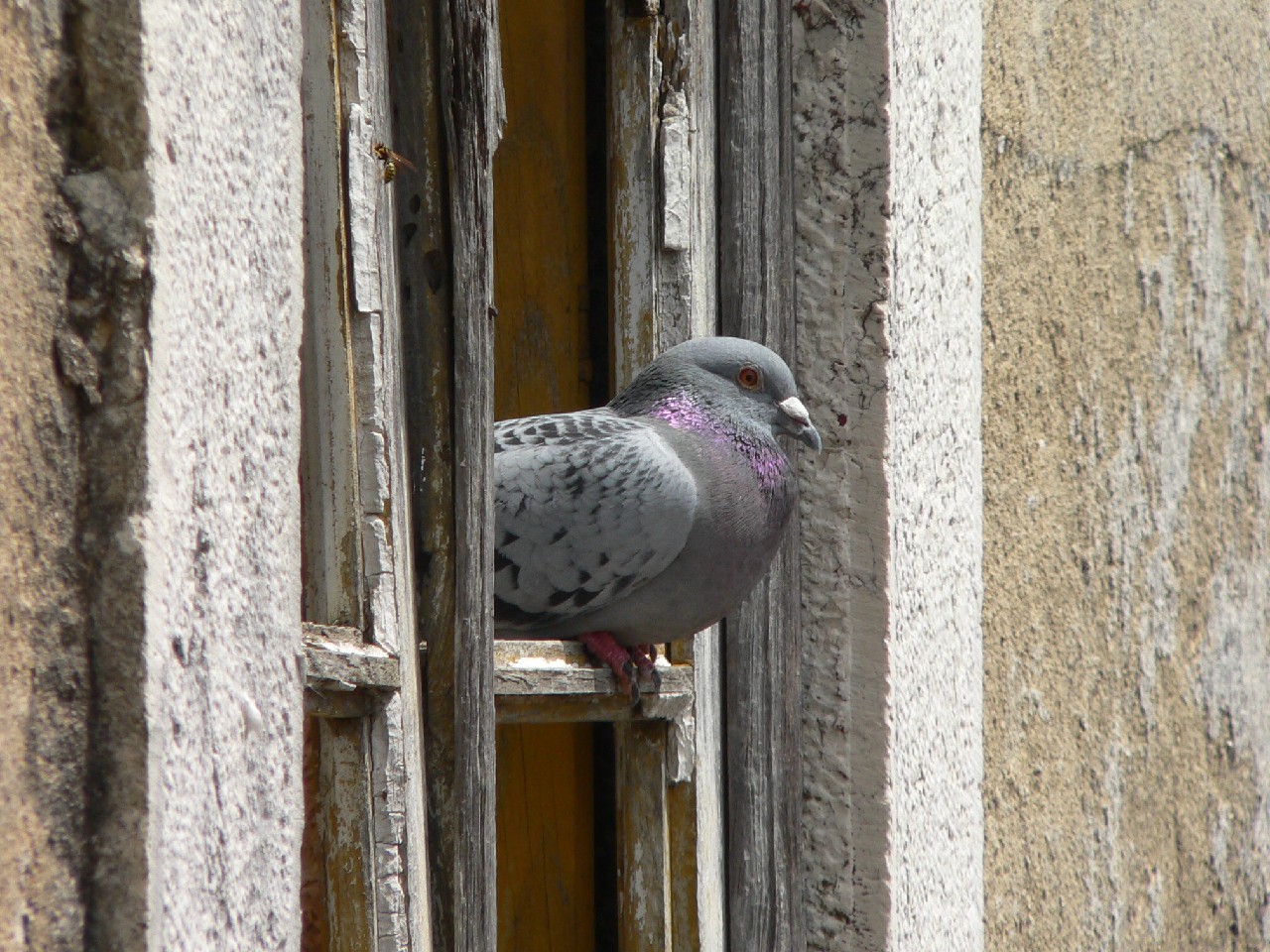 photo "Old town, young pigeons." tags: city, 