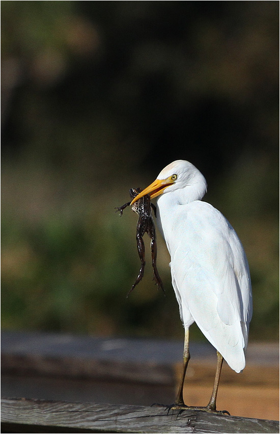 photo "French gourmand" tags: nature, humor, 