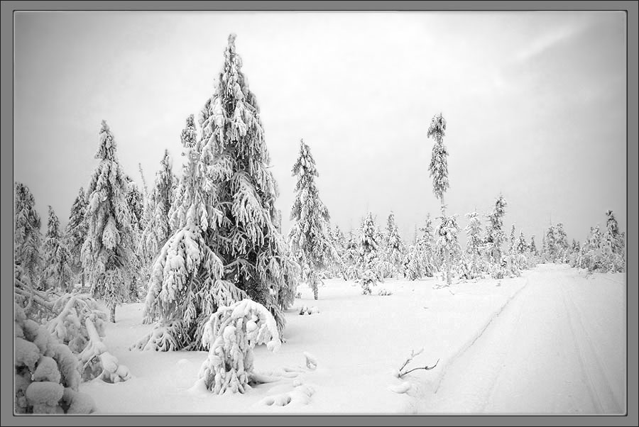 фото "Зима в Приполярье" метки: пейзаж, зима, мороз, тайга
