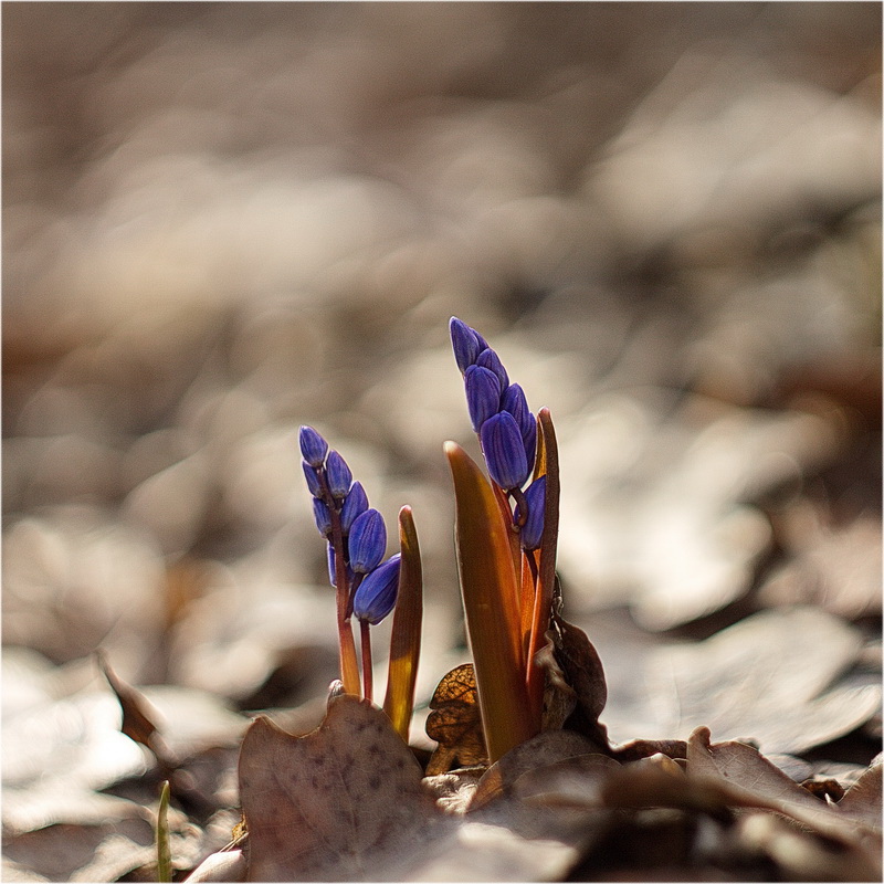 photo "***" tags: macro and close-up, nature, 