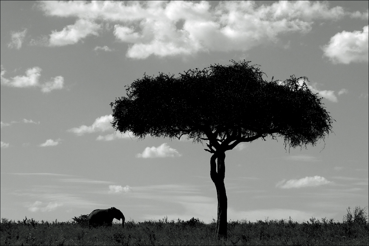 photo "Savanna" tags: landscape, travel, Africa, акация, саванна, силуэты, слон