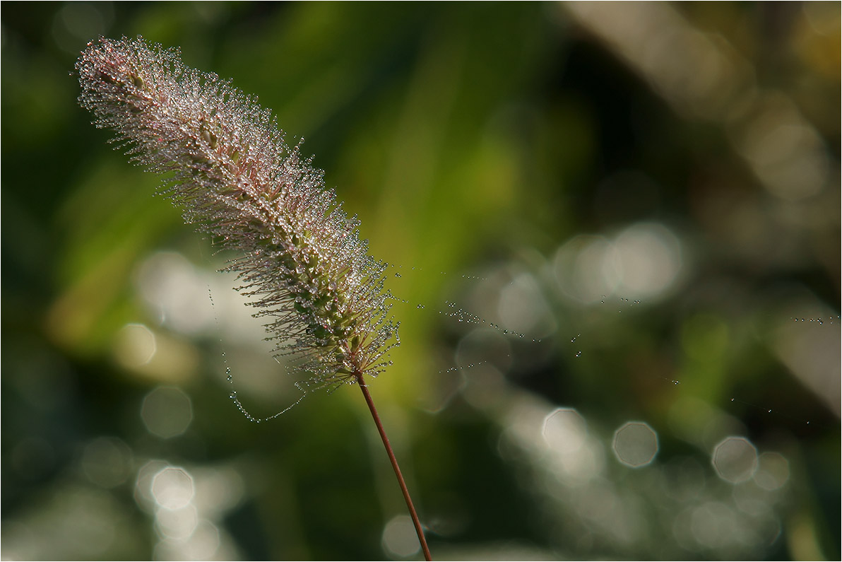 photo "***" tags: macro and close-up, 