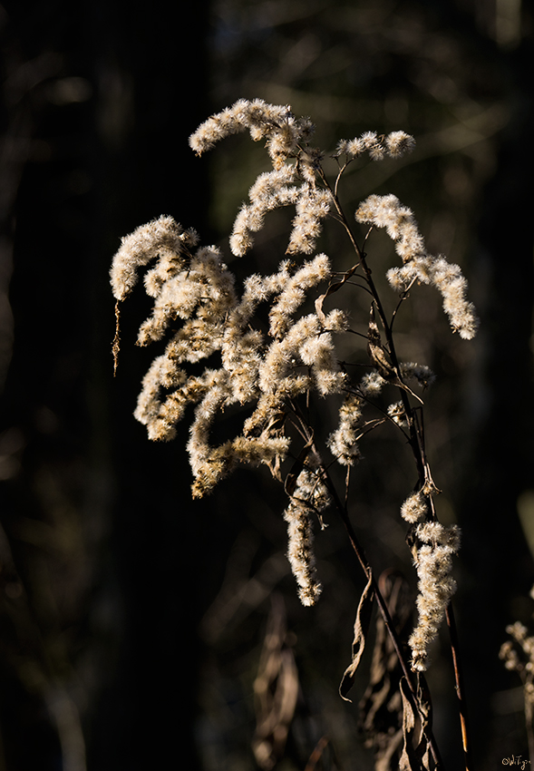 photo "***" tags: macro and close-up, forest, winter