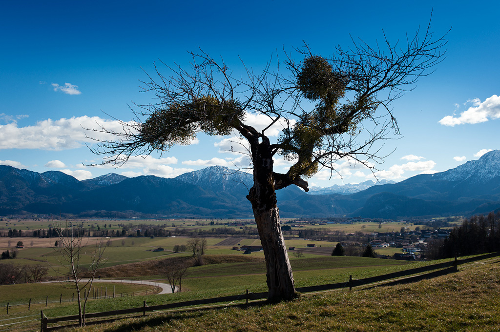 photo "Mountain tree" tags: landscape, nature, mountains, tree