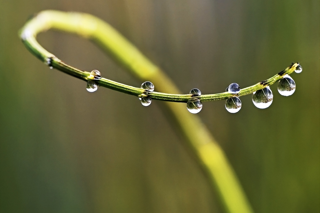 photo "***" tags: macro and close-up, morning, завиток, роса