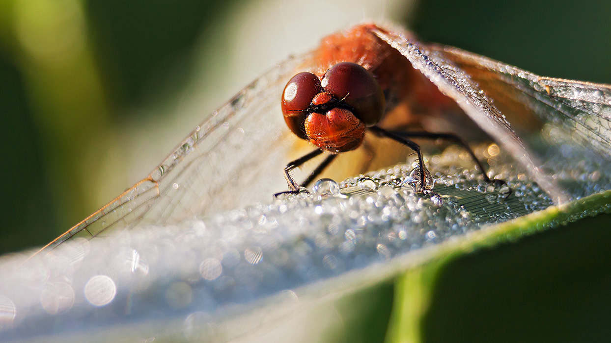 photo "***" tags: macro and close-up, 