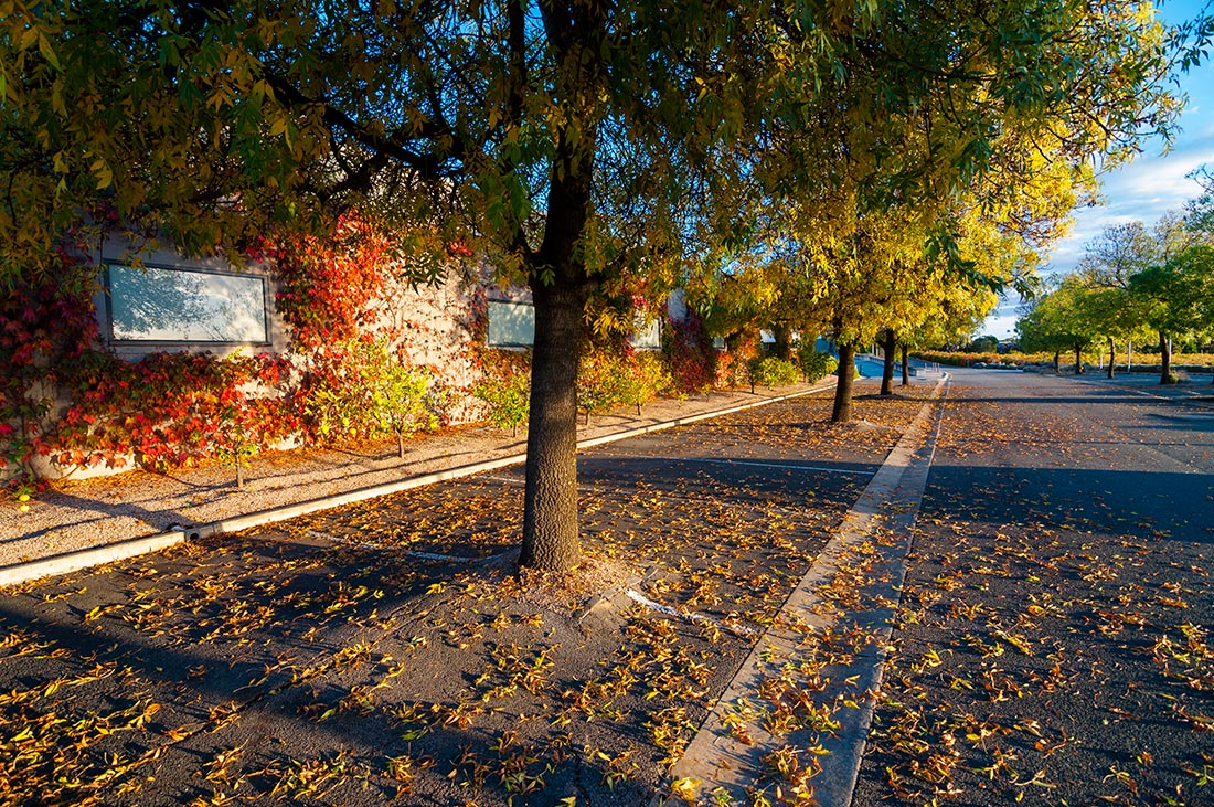 photo "***" tags: landscape, nature, street, autumn, evening, leaves, red, street, sunset, trees, yellow