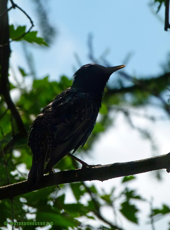 photo "***" tags: nature, bird, скворец