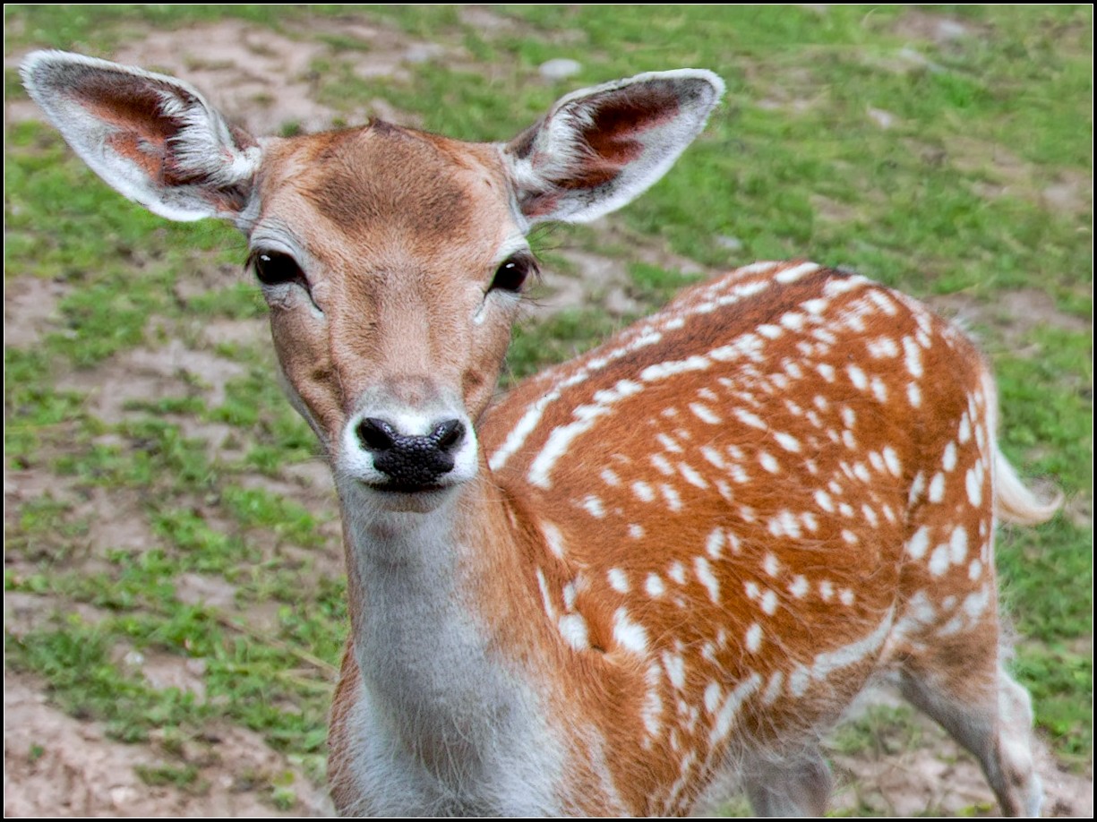 photo "Bambi" tags: nature, portrait, 