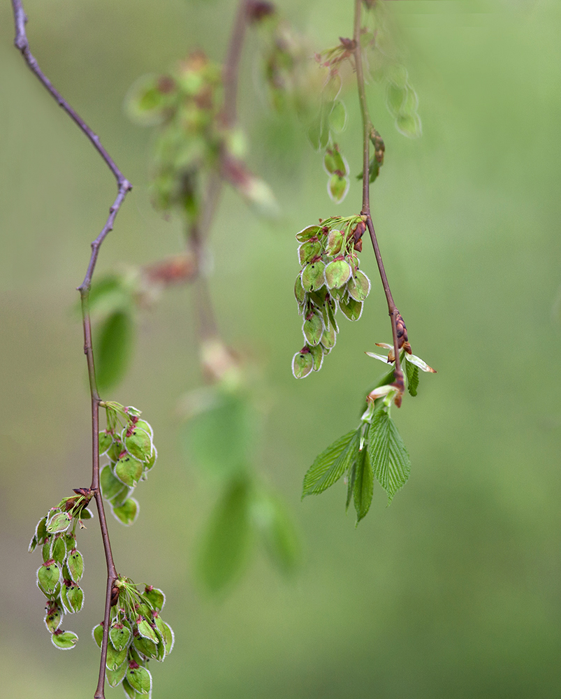 photo "You know ... tomorrow spring ..." tags: nature, macro and close-up, 