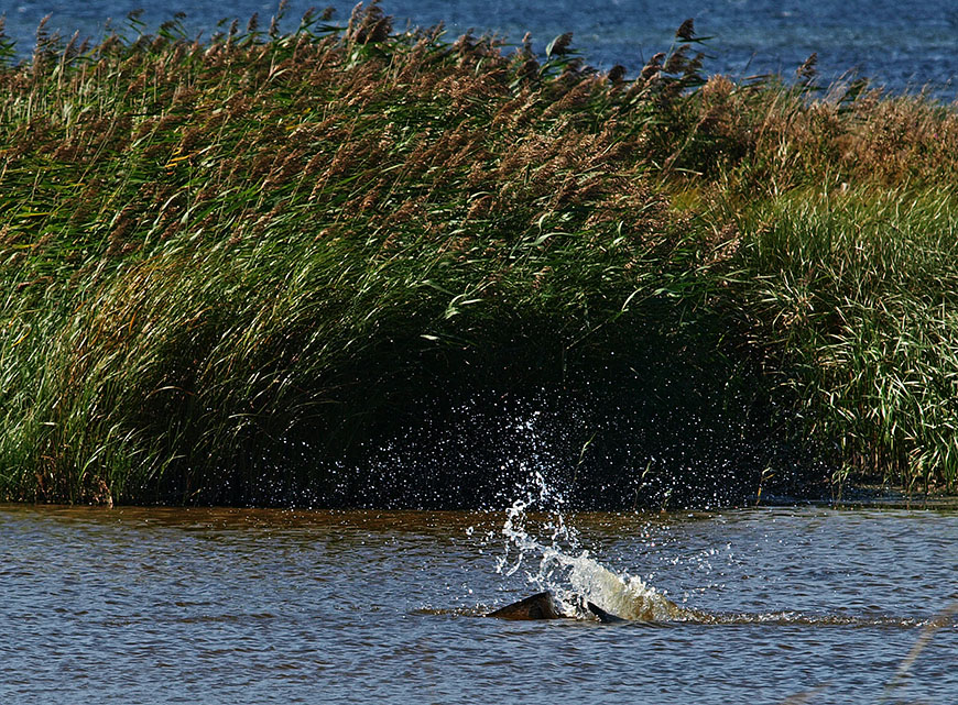 фото "Osprey In The Water" метки: природа, репортаж, портрет, 