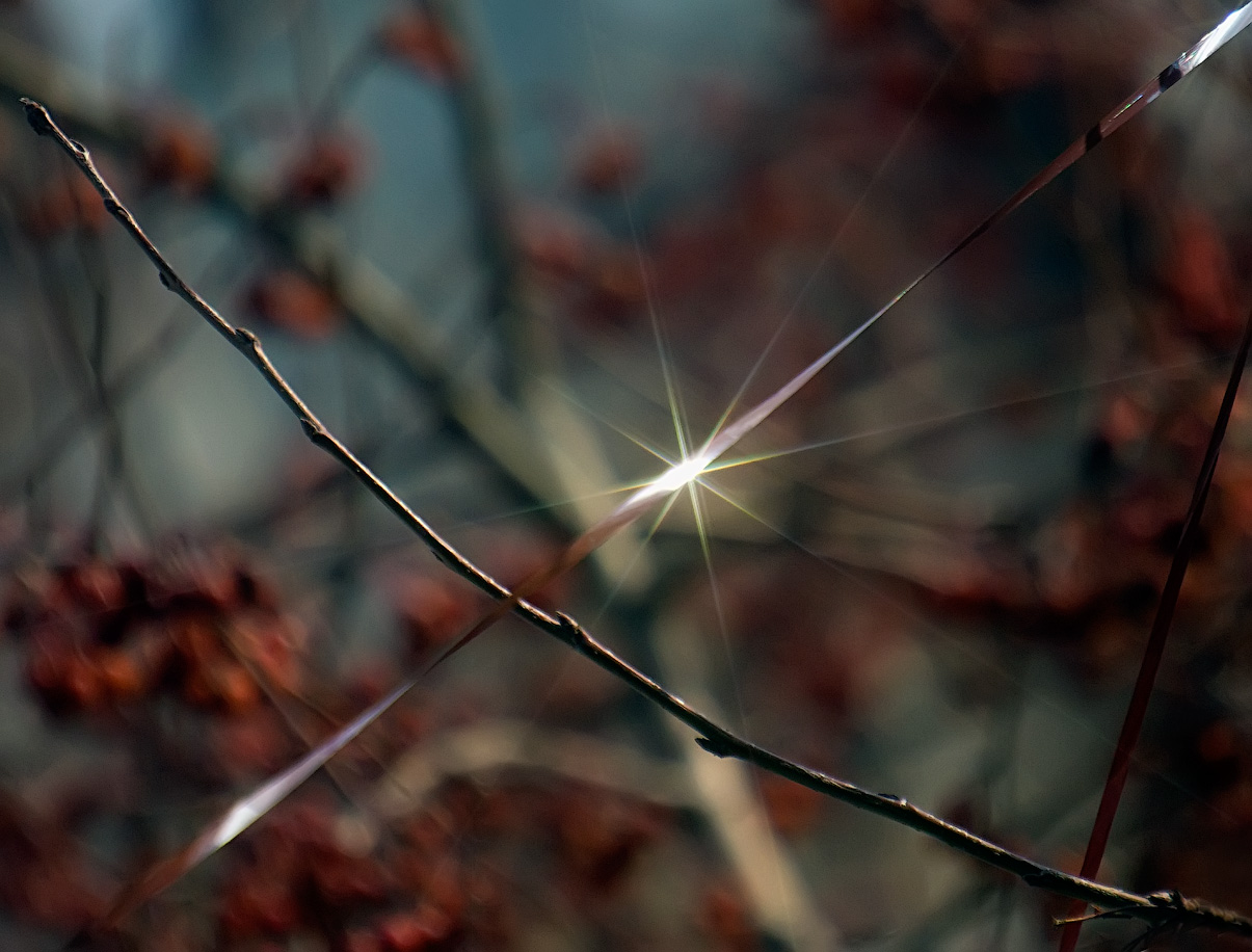 фото "Луч весны" метки: природа, весна