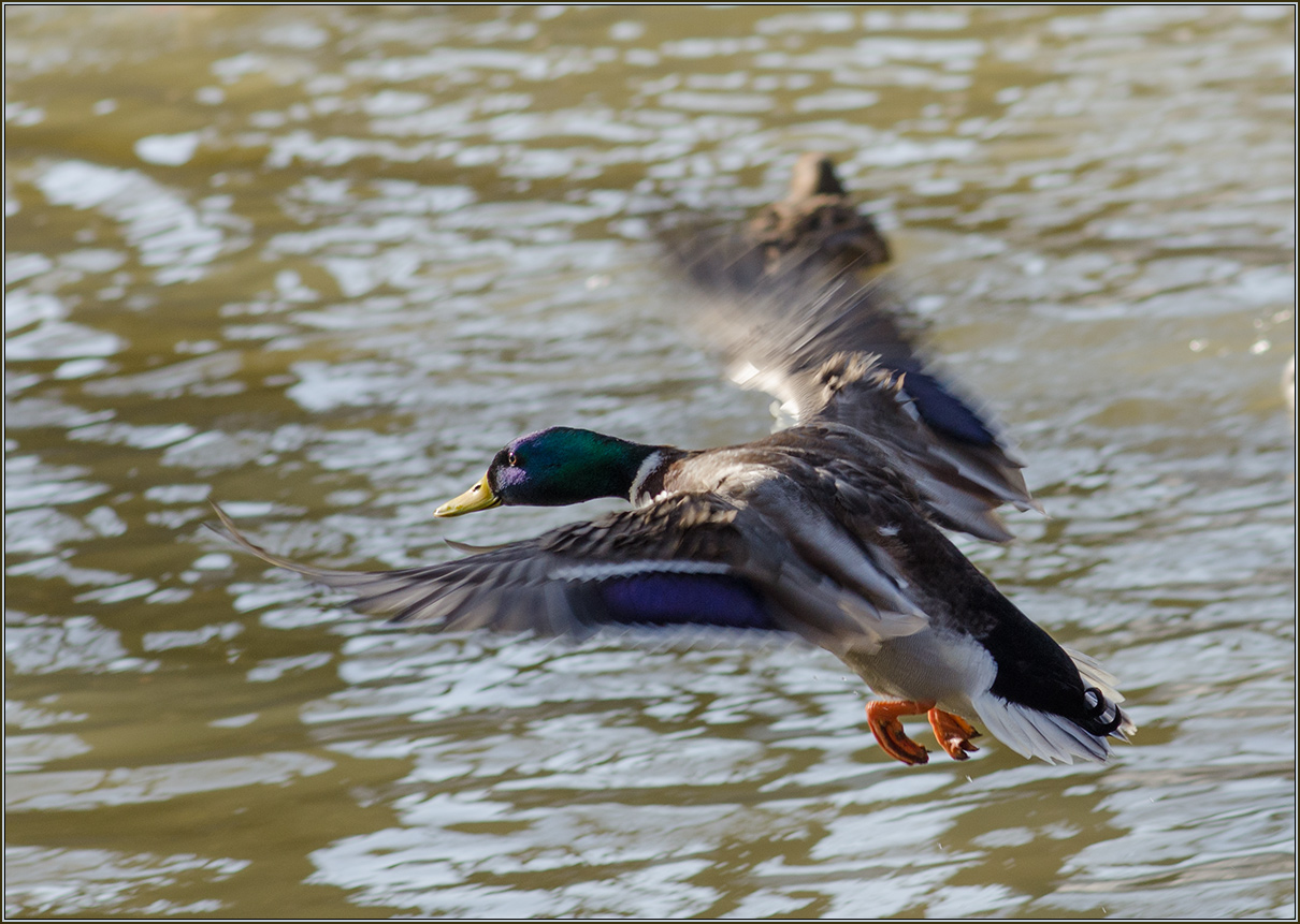 photo "***" tags: nature, 